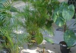 plantas-ornamentais-ipiranga-1426866249