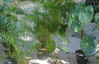 Verde Plantas Ornamentais - Foto 1