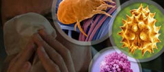imunologia-ipiranga-1428516345