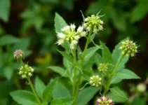 plantas não convencionais comestíveis