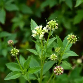 plantas não convencionais comestíveis