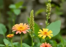 Flora: Infância e Natureza