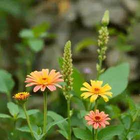 Flora: Infância e Natureza
